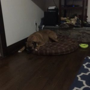 Meet your Posher, Thomas